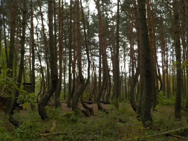 krzywy las (1)